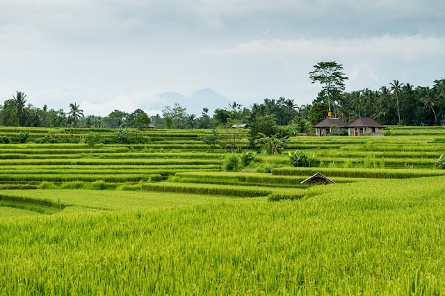 rural